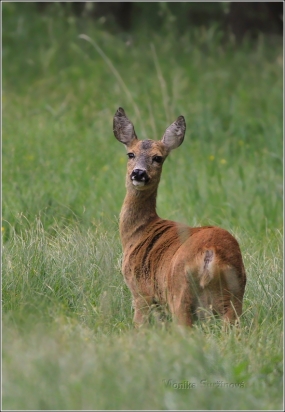 <p>SRNEC OBECNÝ (Capreolus capreolus) Šluknovsko - Jiříkov /European roe deer - Reh/</p>
